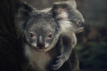 The koala, sometimes incorrectly called the koala bear, is an arboreal herbivorous marsupial native to Australia.
