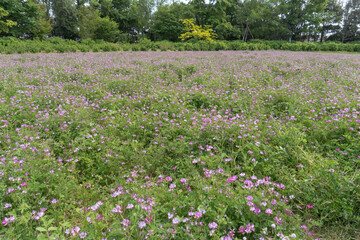 日本：レンゲソウ（Astragalus sinicus／別名ゲンゲ）／緑肥に利用されるマメ科のピンクの花／菜ガーデン・4月