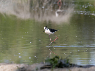 Black-winged Stilt, very long-legged wader in the Avocet and Stilt family Recurvirostridae e in a Swamp