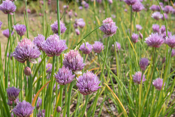 チャイブの花／ヒガンバナ科のハーブ