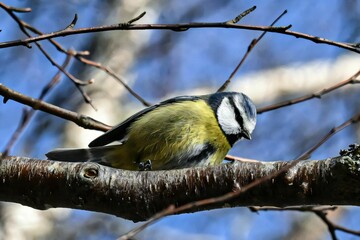 Blue tit bird on a branch under blue sky