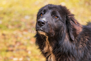 Close-up portrait of a black and brown stray dog with deep amber eyes, gazing softly. Thick fur and gentle expression captured in natural outdoor lighting with a blurred background.