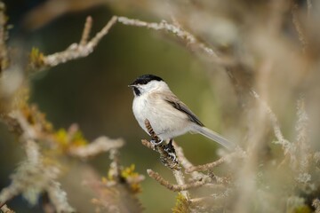 Marsh tit bird on a tree branch
