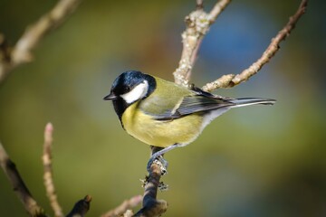 Great tit in winter on a branch