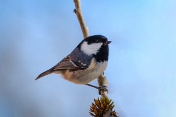 Obraz premium Coal Tit in winter on a branch