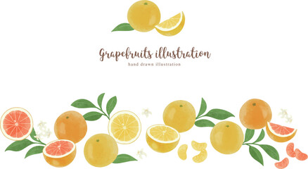いろいろなグレープフルーツの手描きイラスト/ワイド