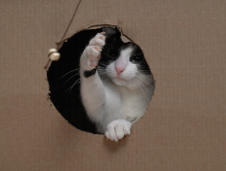 Domestic cat hunting for a toy string, cat claws and pet care