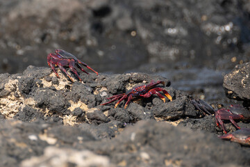 Cangrejos rojos gigantes en unas rocas volcánicas en la costa de Fuerteventura, Islas Canarias. 