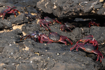 Cangrejos rojos gigantes en unas rocas volcánicas en la costa de Fuerteventura, Islas Canarias. 