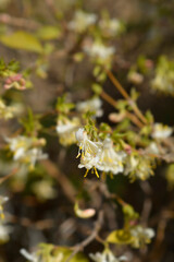 Winter flowering honeysuckle branch with flowers
