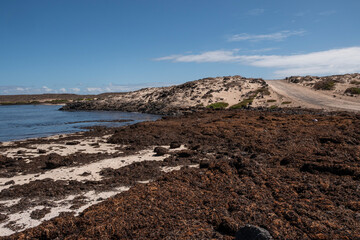 Caleta Beatriz, playa en la costa norte de Fuerteventura. Multitud de algas como alimentos. 