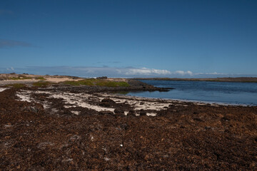 Caleta Beatriz, playa en la costa norte de Fuerteventura. Multitud de algas como alimentos. 