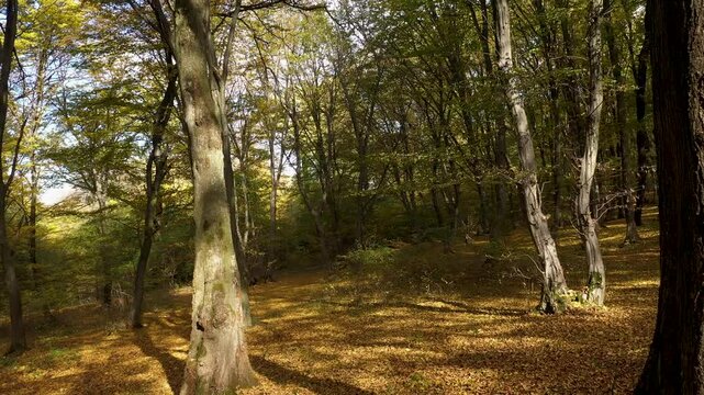 Forward aerial moving view of forest trees in autumn. Hoia Baciu forest, Romania. called the creepiest haunted forest in the world