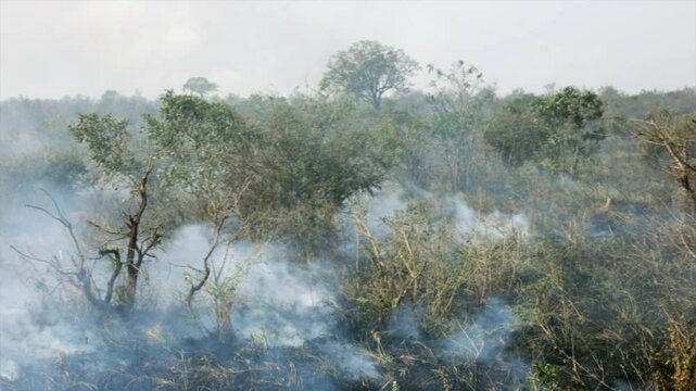One panicked gazelle leaps through Kruger National Park wild bush fire