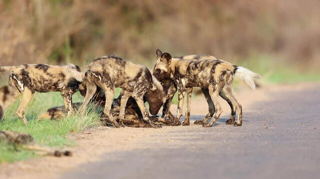 Pack of African Painted dogs nip and play on edge of Kruger NP road