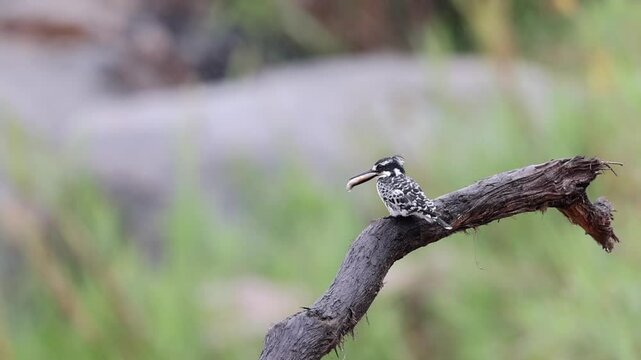 Pied kingfisher perches on tree branch with large fish in small bill