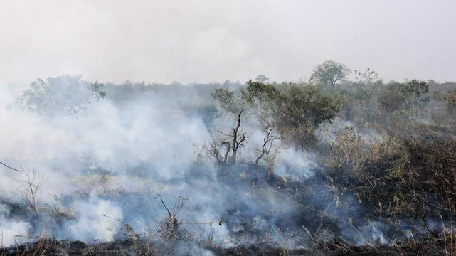 Smoldering dry season ground during wildfire in Kruger National Park