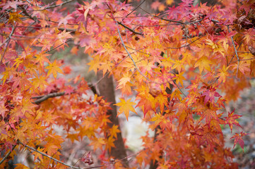 山本不動尊の紅葉　福島県棚倉町