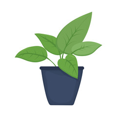 House plants in pots. Element for design house, room or office. Isolated element on white background.