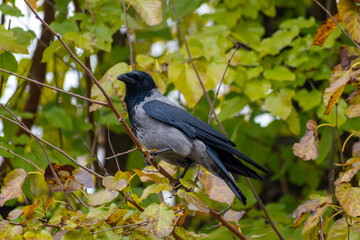 Hooded crow