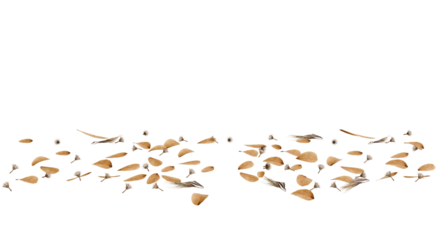 Brown scattered debris on dark background