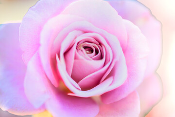 Fototapeta premium Macro Series : Close Up Shot of Montmartre roses