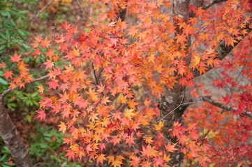 山本不動尊の紅葉　福島県棚倉町