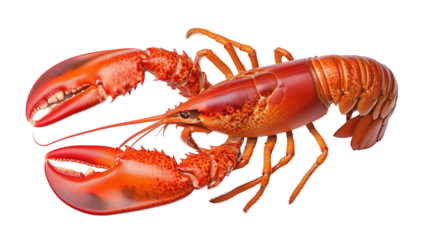 A whole cooked lobster with bright red shell