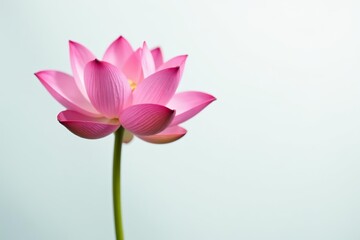 Single pink lotus bloom on a clean white background, symbolizing purity and enlightenment, meditation, petal, zen