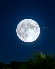 Fototapeta premium Full moon, meteor, and foliage at night