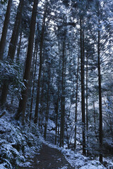 Winter forest roads, snow on the ground, bad weather