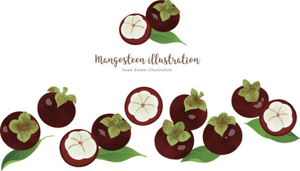 マンゴスチンの手描きイラスト/ワイド