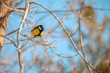 Naklejka premium Great tit with vibrant yellow and black plumage perching on a slender, bare branch of a tree, set against a clear blue sky on a bright, sunny winter day