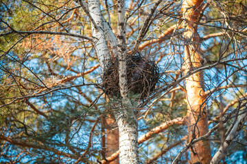 Empty bird nest resting securely amidst the branches of a birch tree, set against a backdrop of a vibrant blue sky, evoking a sense of tranquility and the beauty of nature's architecture
