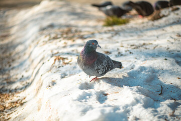 Gray pigeon in the snow in the park in winter