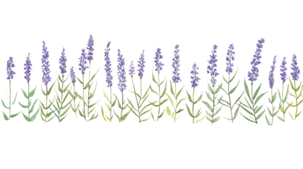 PNG Lavenders as divider watercolor blossom flower plant.