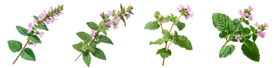 Set of a pink lemon balm flower with green leaves, isolated on a transparent background.