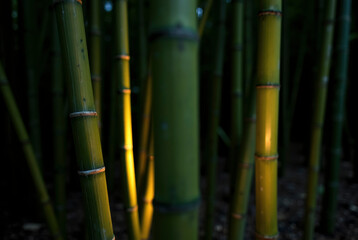 A serene image of bamboo with sunlight filtering through it.