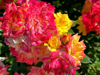 Roses flowers red yellow pink blooms. 