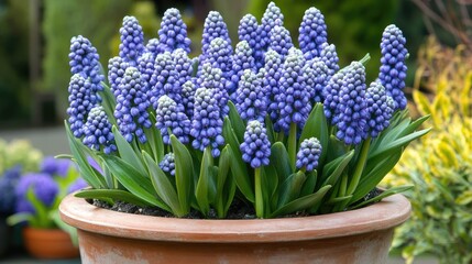 Fototapeta premium Blue Muscari in a Clay Pot