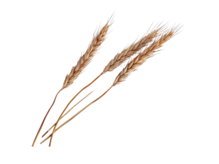 Isolated Wheat Stalks on White