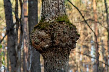 Obraz premium For growing on a tree in the forest.