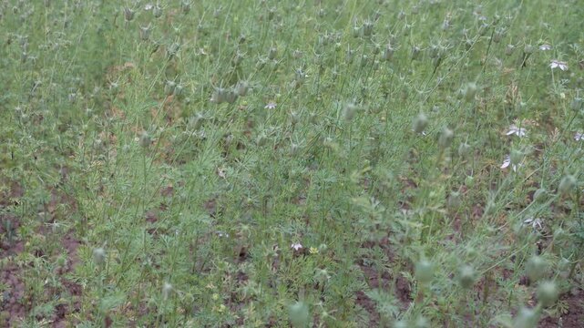 A field of Nigella sativa, commonly known as black cumin or kalonji 