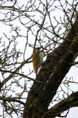 Grünspecht im Naturschutzgebiet Pietzmoor
