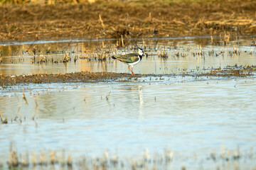 Kiebitz im Naturschutzgebiet Moorgürtel Hamburg