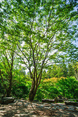 화창한 가을날에 울창한 나무숲.