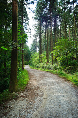 화창한 가을날에 울창한 삼나무숲 산책길.