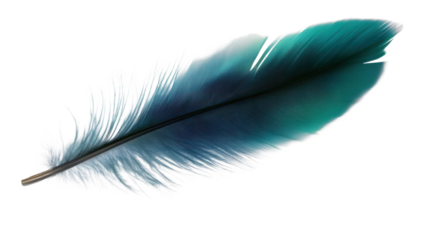 blue feather isolated on white background 
