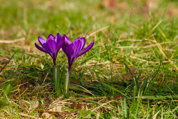 Fototapeta premium two purple crocus flowers on the ground in the green grass close-up