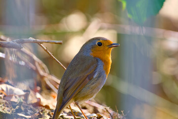 European robin standing on the ground close-up